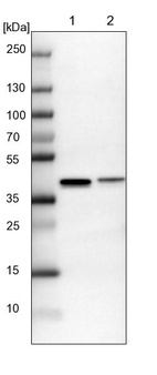 Lane 1: NIH-3T3 cell lysate (Mouse embryonic fibroblast cells)_br/_Lane 2: NBT-II cell lysate (Rat Wistar bladder tumour cells)