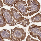 Immunohistochemical staining of human small intestine shows strong cytoplasmic positivity in glandular cells.
