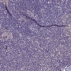 Immunohistochemical staining of human lymph node shows no positivity in non-germinal center cells as expected.