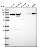 Anti-EVI5L Antibody