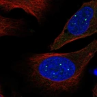 Immunofluorescent staining of human cell line U-2 OS shows localization to nuclear bodies.