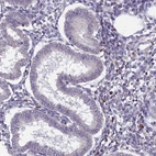 Immunohistochemical staining of human endometrium shows no positivity in glandular cells as expected.