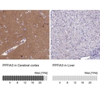 Anti-PPFIA3 Antibody