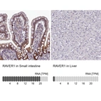 Immunohistochemistry analysis in human small intestine and liver tissues using HPA043575 antibody. Corresponding RAVER1 RNA-seq data are presented for the same tissues.