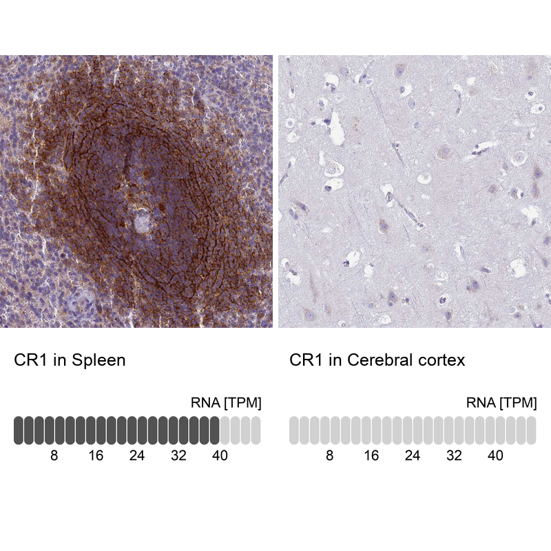 Anti-CR1 Antibody