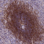 Immunohistochemical staining of human spleen shows high expression.