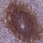 Immunohistochemical staining of human spleen shows high expression.