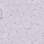 Anti-COPE Antibody