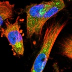 Immunofluorescent staining of human cell line U-251 MG shows localization to the Golgi apparatus.