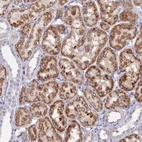 Anti-MFSD7 Antibody