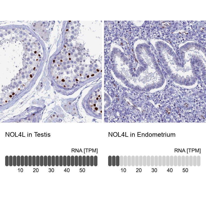 Anti-NOL4L Antibody