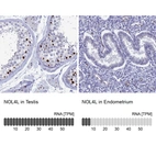 Anti-NOL4L Antibody