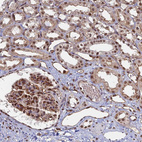 Immunohistochemical staining of human kidney shows moderate nuclear positivity in cells in tubules and cells in glomeruli.