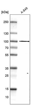 Western blot analysis in human cell line A-549.