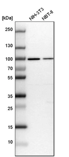 Western blot analysis in mouse cell line NIH-3T3 and rat cell line NBT-II.