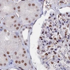 Immunohistochemical staining of human kidney using Anti-NOL4L antibody HPA043600.