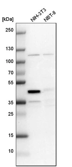 Western blot analysis in mouse cell line NIH-3T3 and rat cell line NBT-II.