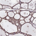 Anti-PAGR1 Antibody