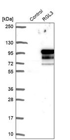 Western blot analysis in control (vector only transfected HEK293T lysate) and RGL3 over-expression lysate (Co-expressed with a C-terminal myc-DDK tag (~3.1 kDa) in mammalian HEK293T cells, LY422124).