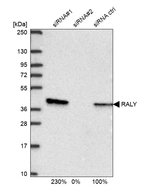 Western blot analysis in U2OS cells transfected with control siRNA, target specific siRNA probe #1 and #2, using Anti-RALY antibody. Remaining relative intensity is presented.