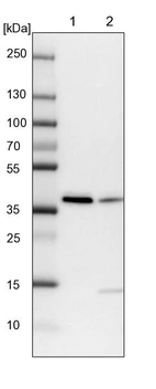 Lane 1: NIH-3T3 cell lysate (Mouse embryonic fibroblast cells)_br/_Lane 2: NBT-II cell lysate (Rat Wistar bladder tumour cells)