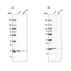 Anti-COX20 Antibody