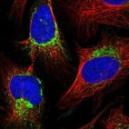 Immunofluorescent staining of human cell line U-2 OS shows localization to mitochondria.