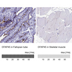 Anti-CFAP45 Antibody