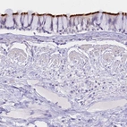 Immunohistochemical staining of human bronchus shows strong positivity in cilia of respiratory epithelial cells.