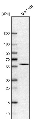 Anti-CFAP45 Antibody