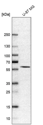 Western blot analysis in human cell line U-87 MG.