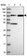 Anti-FAM160B1 Antibody