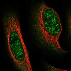 Immunofluorescent staining of human cell line U-2 OS shows localization to nuclear speckles & cytosol.