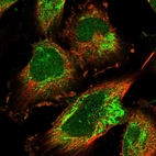 Immunofluorescent staining of human cell line U-251 MG shows localization to nucleoplasm & mitochondria.