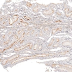 Anti-DNAJC16 Antibody