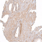 Anti-DNAJC16 Antibody