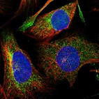 Immunofluorescent staining of human cell line U-2 OS shows localization to vesicles.