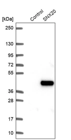 Western blot analysis in control (vector only transfected HEK293T lysate) and SNX20 over-expression lysate (Co-expressed with a C-terminal myc-DDK tag (~3.1 kDa) in mammalian HEK293T cells, LY405386).