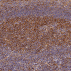 Immunohistochemical staining of human tonsil shows moderate cytoplasmic and membranous positivity in germinal center cells.
