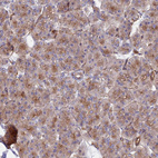 Immunohistochemical staining of human pancreas shows weak membranous positivity in exocrine glandular cells.