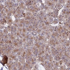 Immunohistochemical staining of human pancreas shows weak membranous positivity in exocrine glandular cells.