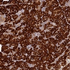 Anti-C8orf44 Antibody
