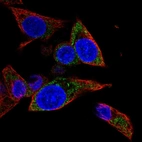 Immunofluorescent staining of human cell line Hep G2 shows localization to mitochondria.