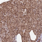 Immunohistochemical staining of human pancreas shows strong nuclear positivity in exocrine glandular cells.