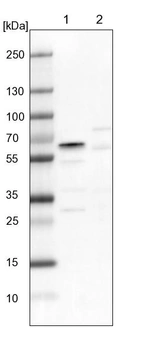 Lane 1: NIH-3T3 cell lysate (Mouse embryonic fibroblast cells)_br/_Lane 2: NBT-II cell lysate (Rat Wistar bladder tumour cells)