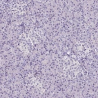 Immunohistochemical staining of human pancreas shows no positivity in exocrine glandular cells as expected.