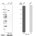 Western blot analysis in human cell lines A-431 and MCF-7 using Anti-COL17A1 antibody. Corresponding COL17A1 RNA-seq data are presented for the same cell lines. Loading control: Anti-GAPDH.