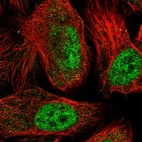 Immunofluorescent staining of human cell line U-2 OS shows localization to nucleoplasm.