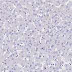 Anti-TUBA1A Antibody