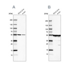 Anti-TUBA1A Antibody